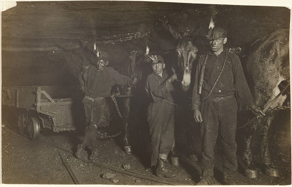 Three Young Coalminers with Mules, Pennsylvania by Lewis W Hine