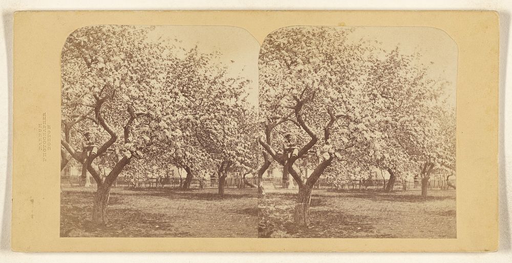 The Apple Tree by Deloss Barnum