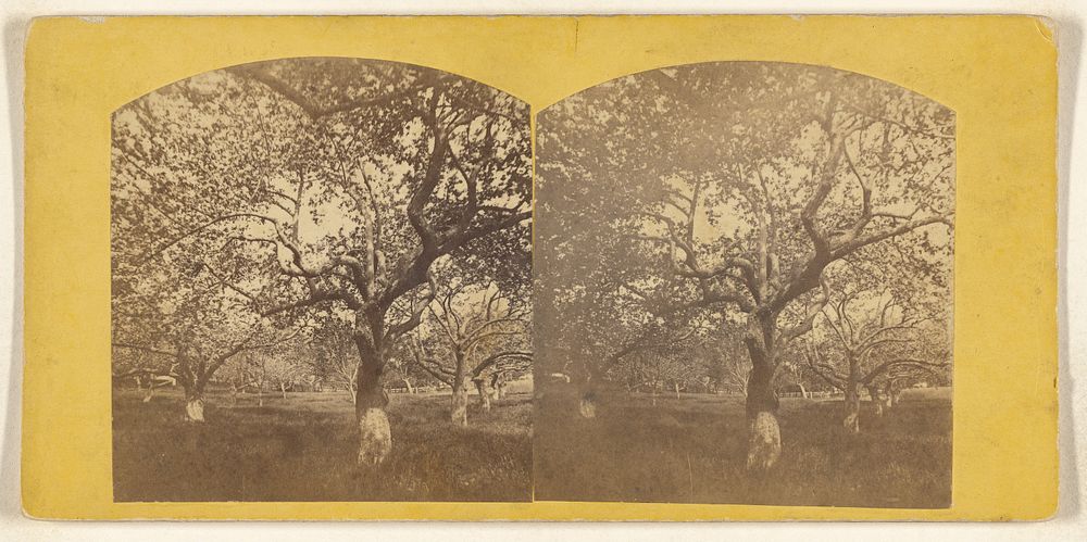 Apple trees by Deloss Barnum