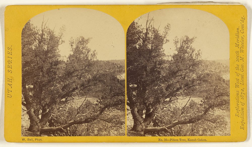 Pinon Tree, Kanab Canon. by William H Bell