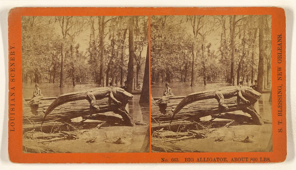 A Big Alligator. Weighing About 800 Pounds. by Samuel T Blessing
