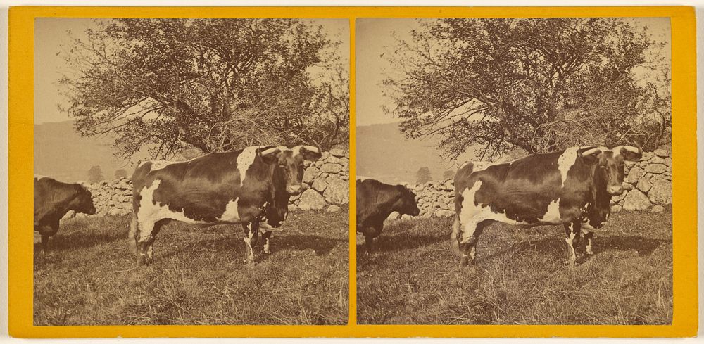 Cows at Lake Mahopac, N.Y. by Louis Alman and Co