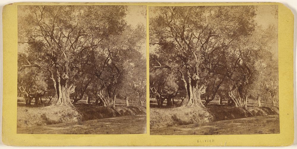 Olivier. [View of olive trees at Menton, France] by Pascal Amarante