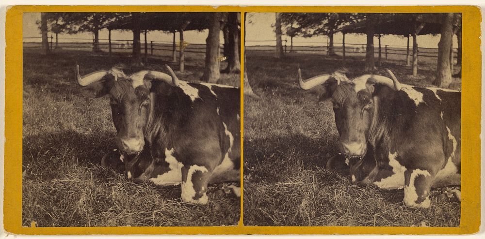 Lake Mahopac, NY - Cow with large curved horns laying on grass meadow by Louis Alman and Co