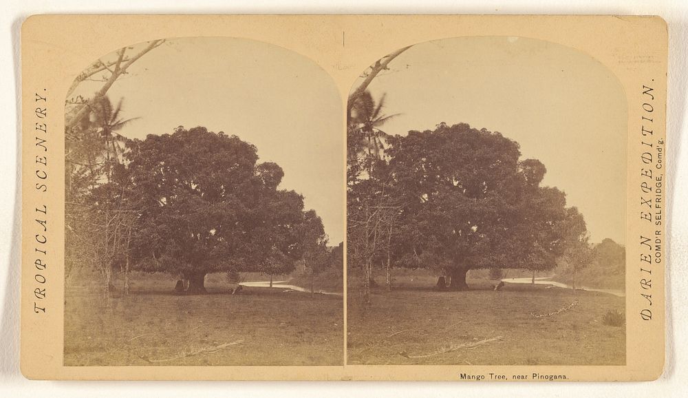 Mango Tree, near Pinogana. by Timothy H O Sullivan