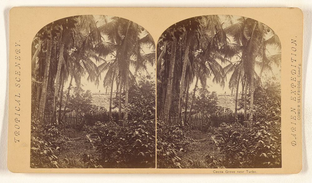 Cocoa Grove near Turbo. by Timothy H O Sullivan
