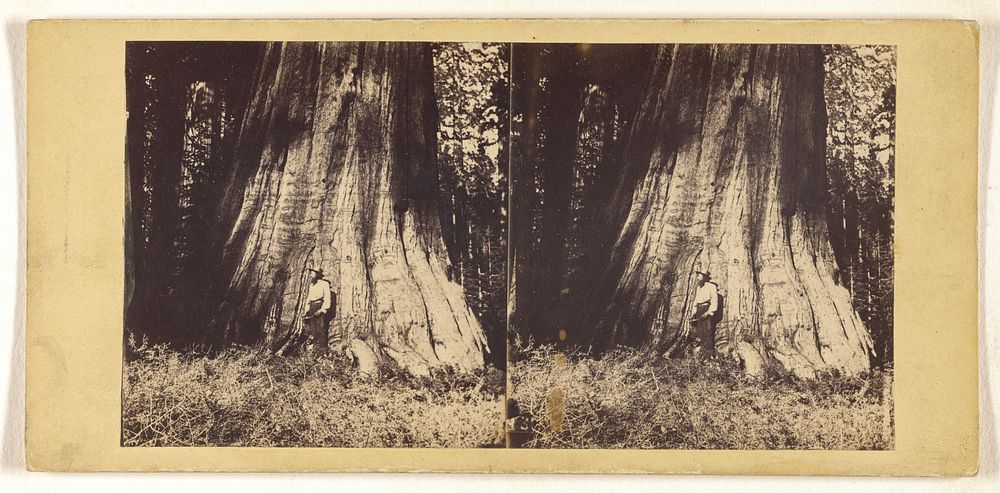 Big Tree in Mariposa Grove, 94 Feet in Circumference. by C L Weed and Edward Anthony