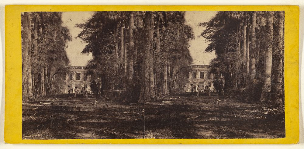 The Avenue of Royal Palms in the Bishop's Garden. Havana. by George N Barnard, Edward and Henry T Anthony and Co and Kuhns