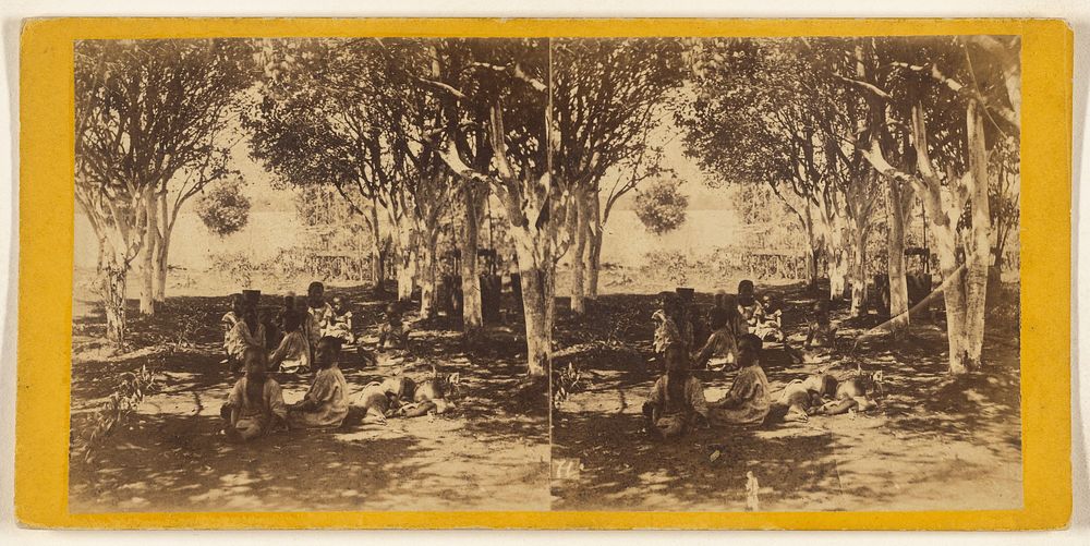 Plantation View. Avenue in an Orange Grove. by George N Barnard, Edward and Henry T Anthony and Co and Kuhns