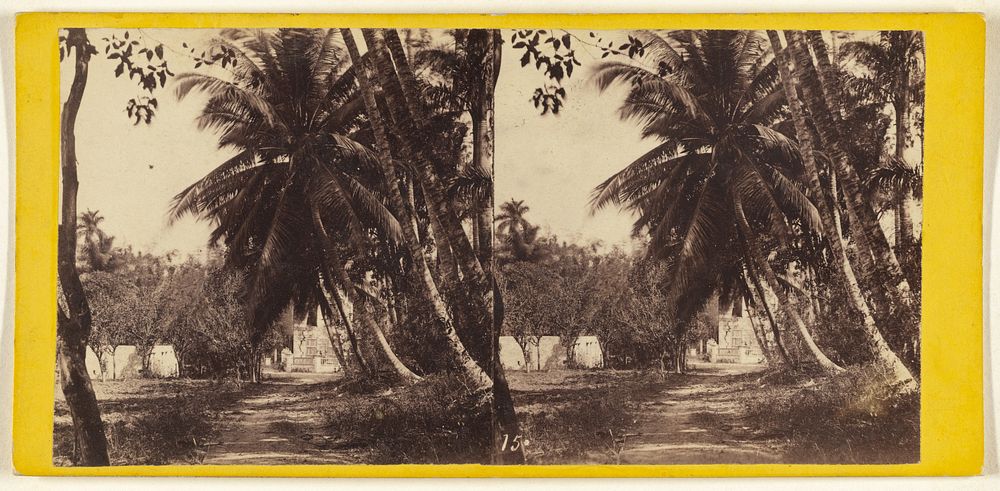 Cocoanut Trees in the Bishop's Garden. Havana. by George N Barnard, Edward and Henry T Anthony and Co and Kuhns