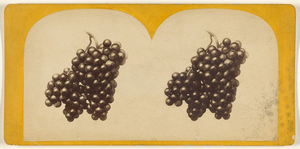 The Fruit of the Vine. by Edward and Henry T Anthony and Co