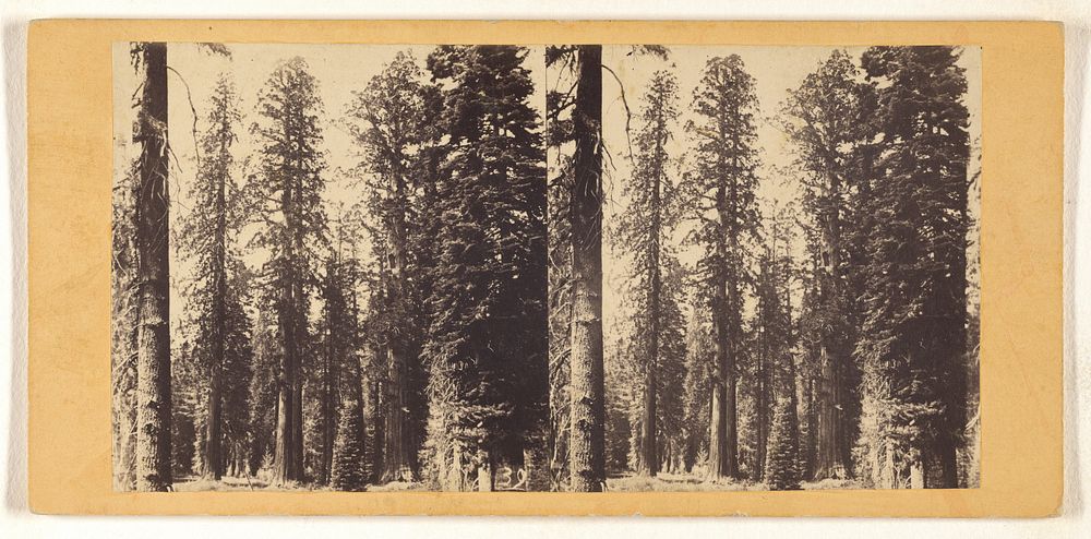 Group of Big Trees in Mariposa Grove. [California.] by C L Weed and Edward and Henry T Anthony and Co