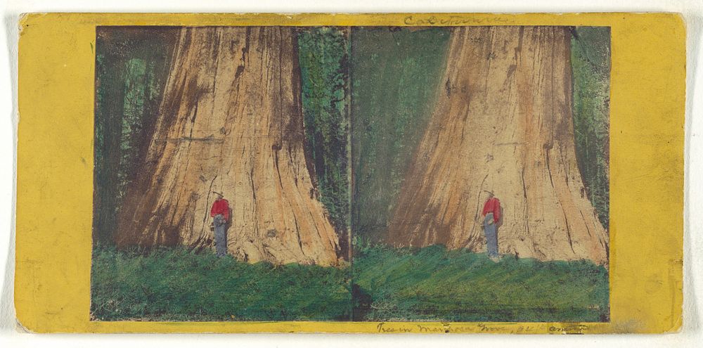 Big Tree in Mariposa Grove, 94 feet in Circumference. by C L Weed and Edward and Henry T Anthony and Co