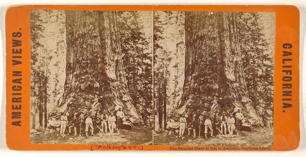 The Grizzled Giant 30 feet in diameter, Mariposa Grove. by C L Weed and Edward and Henry T Anthony and Co
