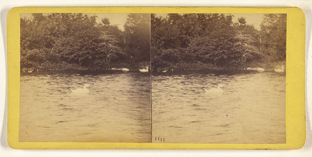 A Visit to the "Central Park" in the Summer of 1863. Swans on the Lake. by Thomas C Roche