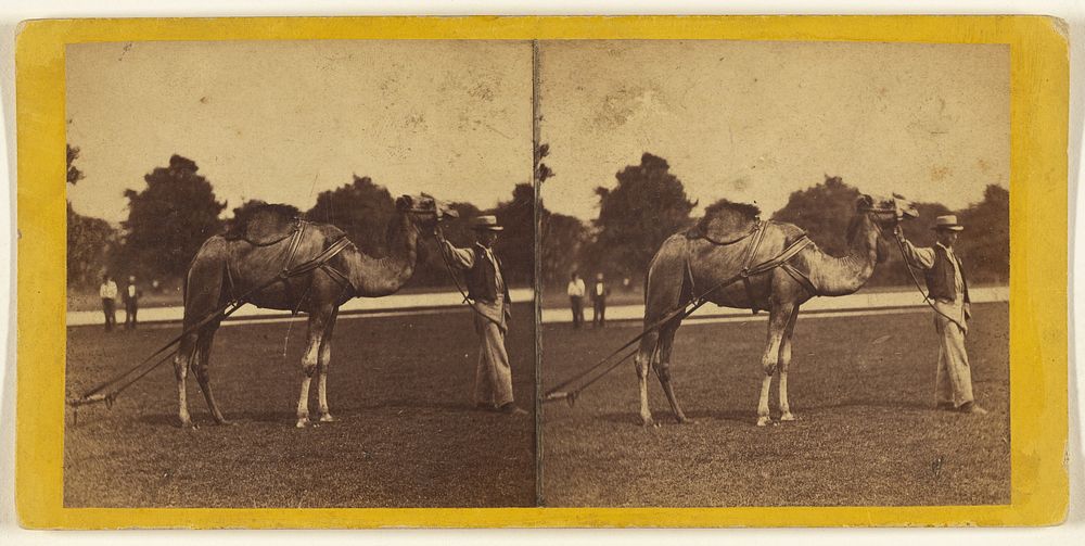 Central Park. (New York.) The Camel at Work. by Edward and Henry T Anthony and Co