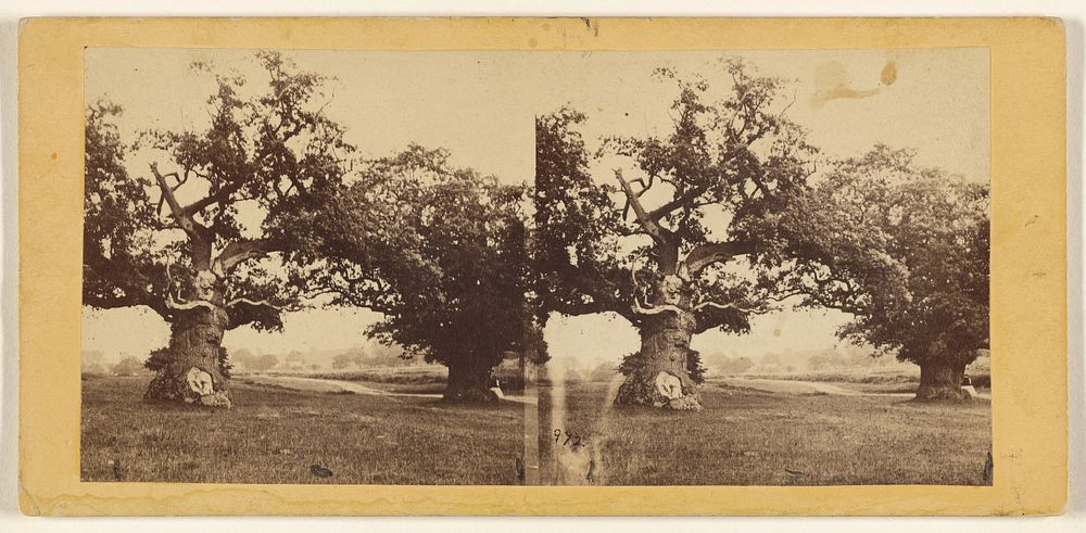 Old English Oaks, Leceistershire. by Edward and Henry T Anthony and Co