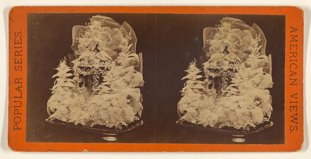 Beautiful Study in Skeleton Leaves. by Edward and Henry T Anthony and Co