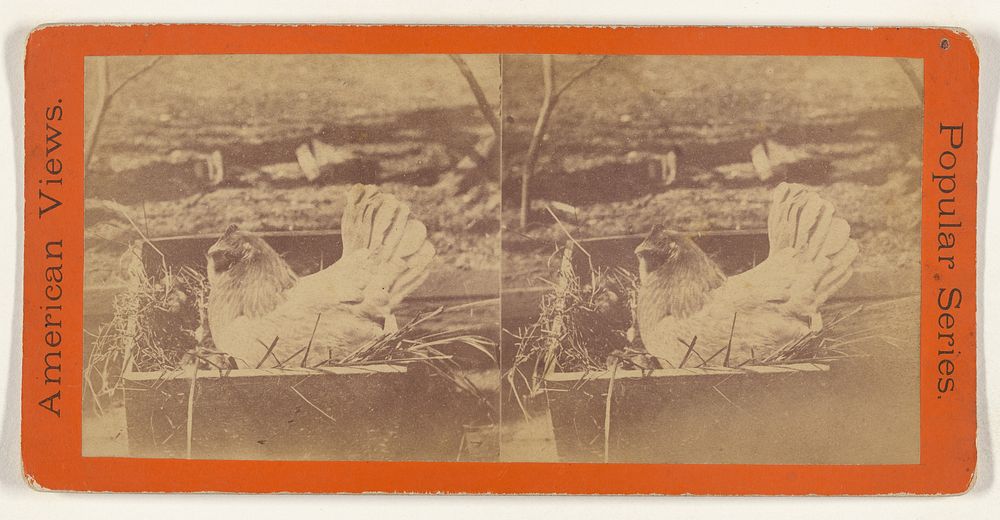 The Hen on Her Nest. by Edward and Henry T Anthony and Co