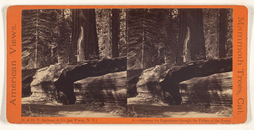 Gateway for Equestrians through the Father of Forest. [Mammoth Trees, California] by Edward and Henry T Anthony and Co