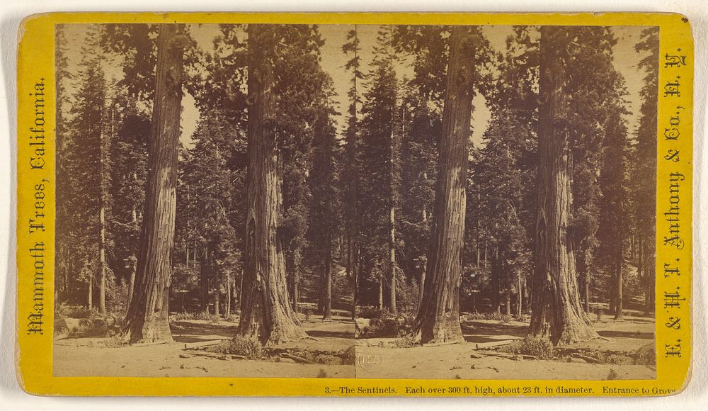 The Sentinels. Each over 300 ft. high, about 23 ft. in diameter. Entrance to Grove. [Mammoth Trees, California] by Edward…