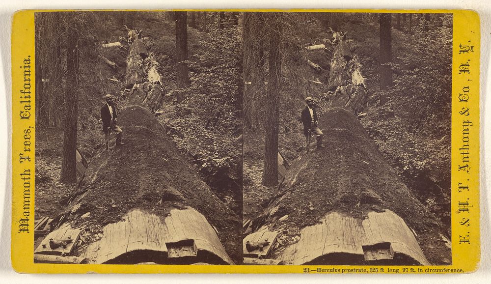 Hercules prostrate, 325 ft. long, 97 ft. in circumference. [Mammoth Trees, California] by Edward and Henry T Anthony and Co