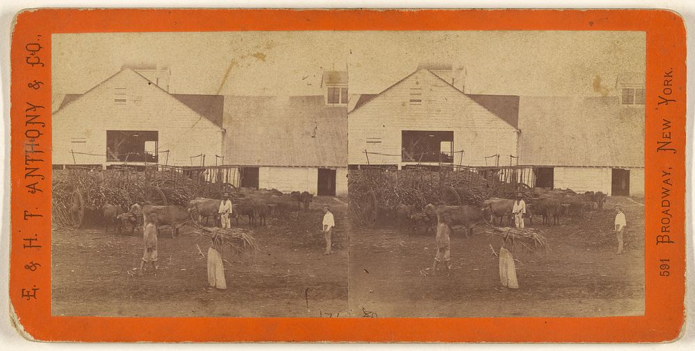 Plantation View. Unloading Cane. A fine group of cattle. [Cuba] by George N Barnard, Edward and Henry T Anthony and Co and…