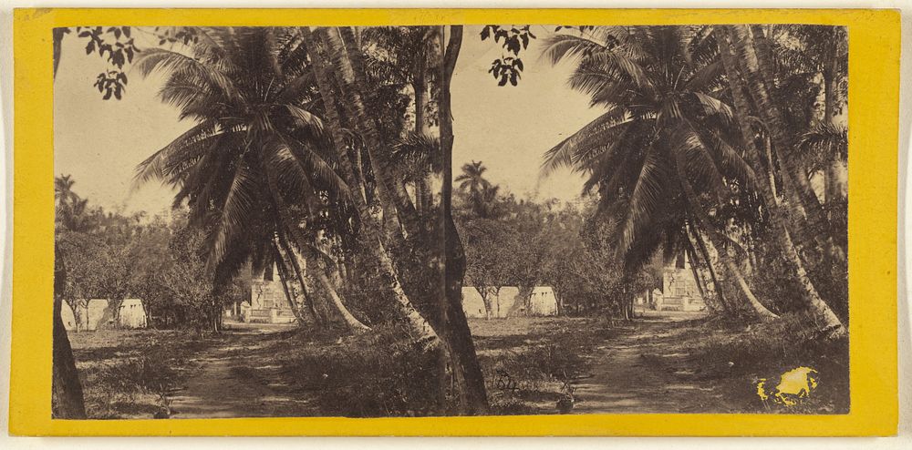 Cocoanut trees in the Bishop's Garden, Havana. by George N Barnard, Edward and Henry T Anthony and Co and Kuhns
