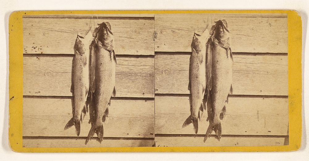 String of Lake Trout. [Lake George, N.Y.] by Edward and Henry T Anthony and Co