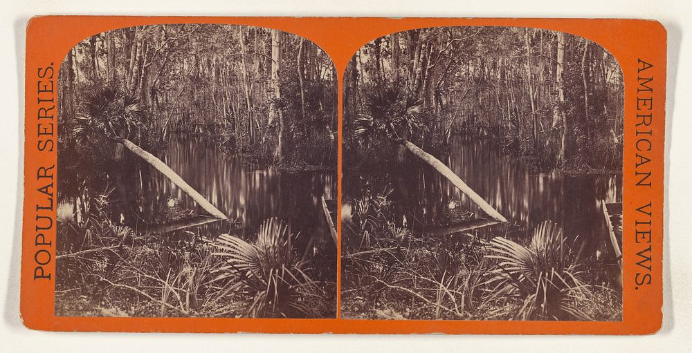 View in Silver Spring Run. [on the Ocklawaha River, Florida] by Edward and Henry T Anthony and Co