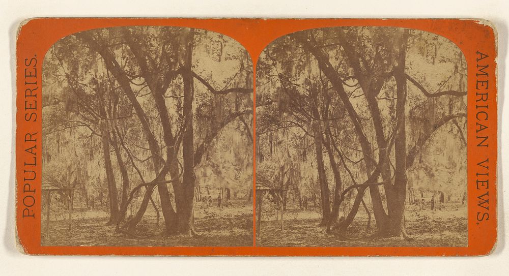 Tocoi. Wild Grape Vines. [on the St. Johns River, Florida] by Edward and Henry T Anthony and Co
