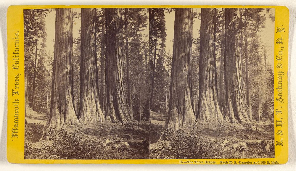 The Three Graces. Each 25 ft. diameter and 300 ft. high. [Mammoth Trees, California] by Edward and Henry T Anthony and Co