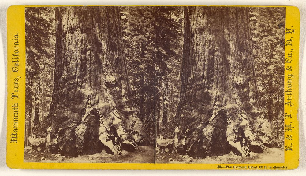 The Grizzled Giant, 30 ft. in diameter. [Mammoth Trees, California] by Edward and Henry T Anthony and Co