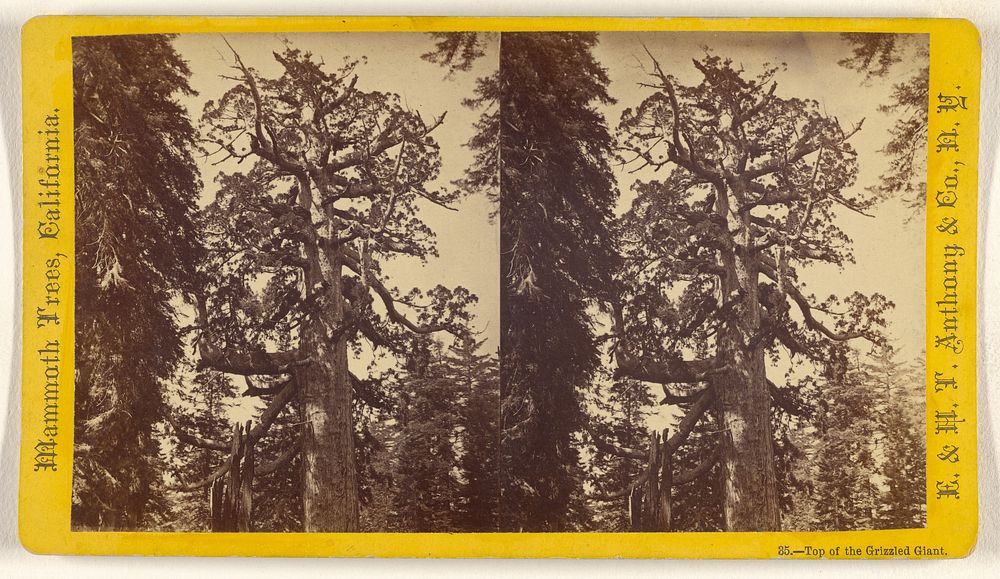 Top of the Grizzled Giant. [Mammoth Trees, California] by Edward and Henry T Anthony and Co