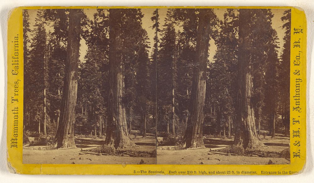 The Sentinels. Each over 300 ft. high, and 23 ft. in diameter. Entrance to the Grove [Mammoth Trees, California] by Edward…