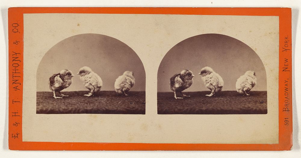 Three baby chicks by Edward and Henry T Anthony and Co