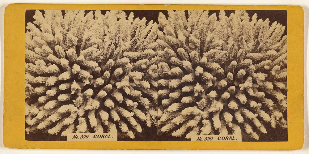 Coral. by Joseph L Bates