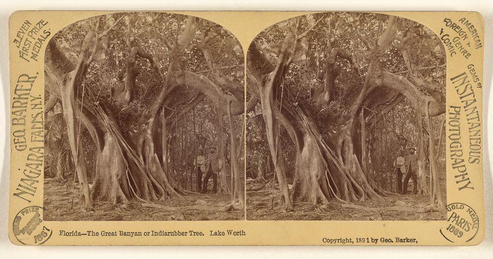 Florida - The Great Banyan or Indiarubber [sic] Tree. Lake Worth. by George Barker
