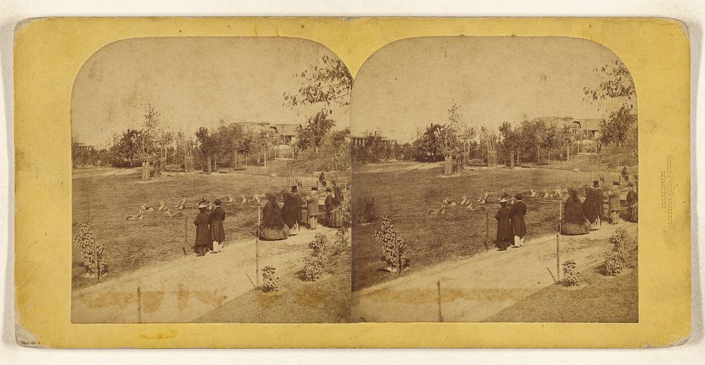 deer-central-park-new-york-free-photo-rawpixel