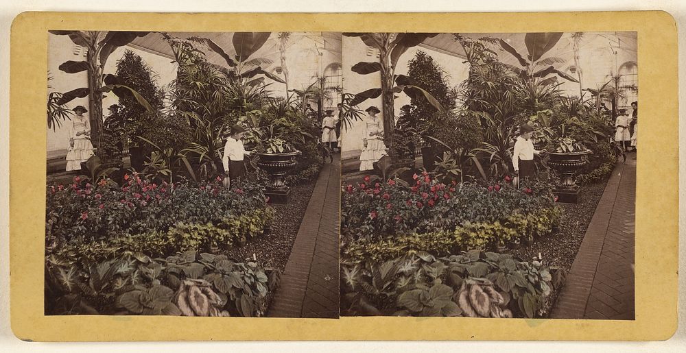 Shaw's Garden. Int. of Palm-House, western wing. [St. Louis, Missouri] by Boehl and Koenig