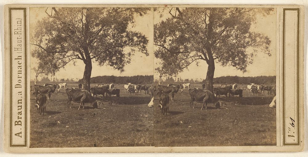 Pastoral scene with cows and tree by Adolphe Braun