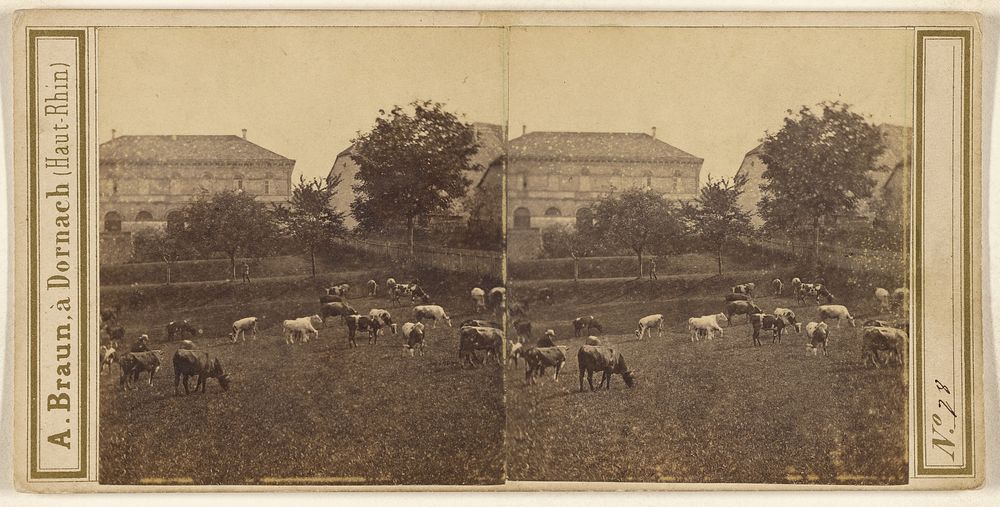 Pastoral scene with herd of cattle, large villa in background by Adolphe Braun