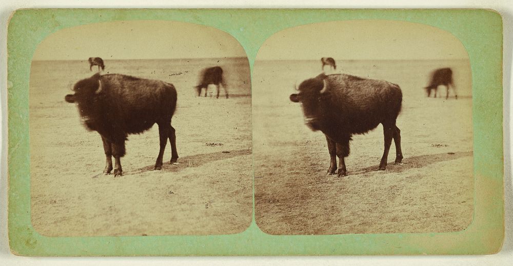 Four Year Old Buffalo by Charles William Carter