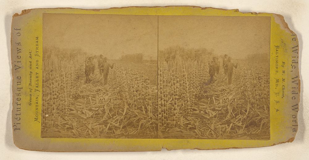 Group of black boys walking through a sugar cane field by William M Chase