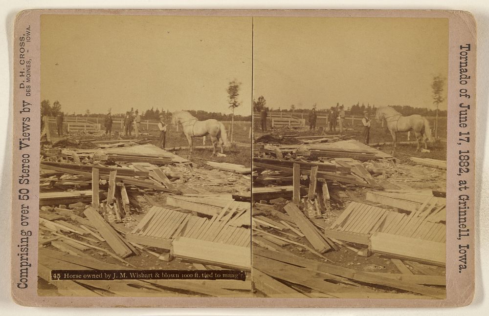 Horse owned by J.M. Wishart & blown 1000 ft. tied to mang'r. [Tornado of June 17, 1882, at Grinnell, Iowa] by D H Cross