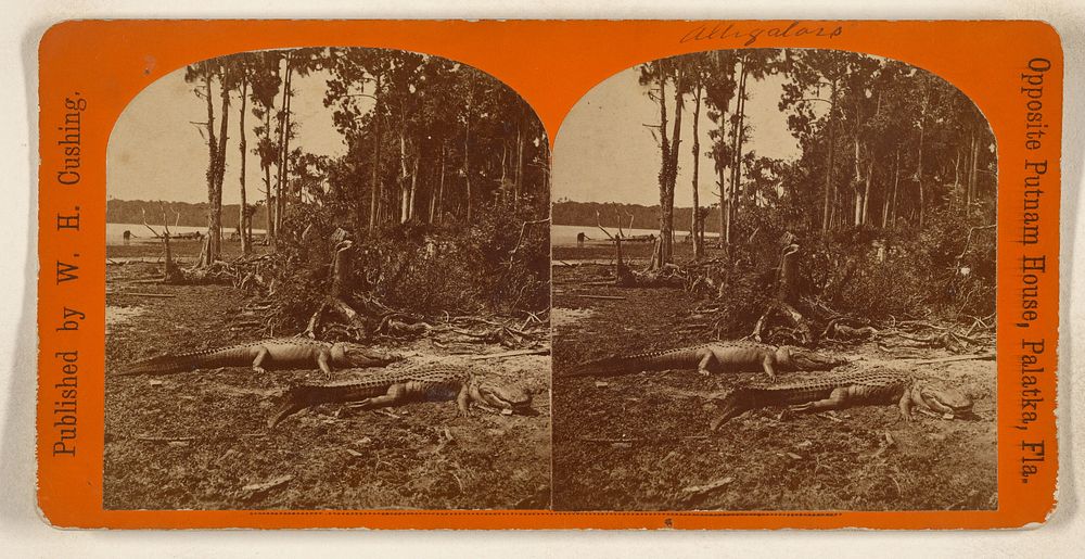 Alligators, Palatka, Florida by W H Cushing