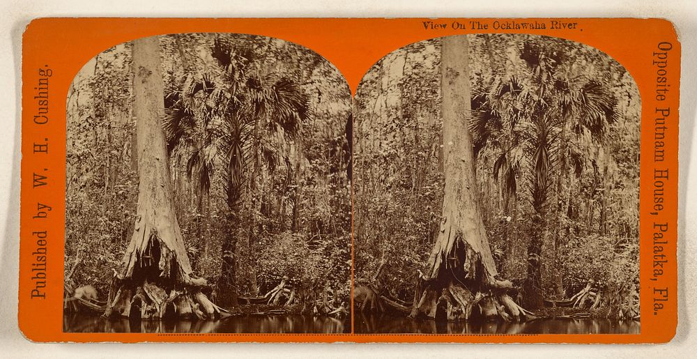 View on the Ocklawaha River. by W H Cushing