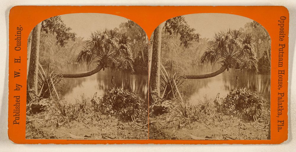 Horizontal palm tree, Palatka, Florida by W H Cushing