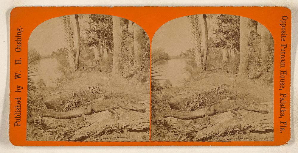 Alligators, Palatka, Florida by W H Cushing