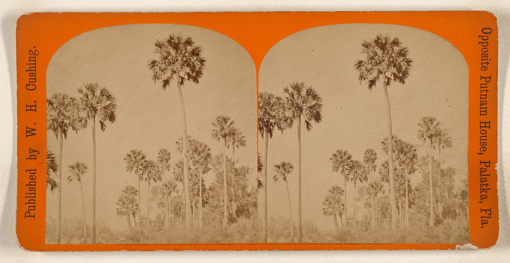 Palm trees, Florida by W H Cushing